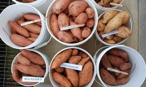 20 sweet potato varieties you ll love