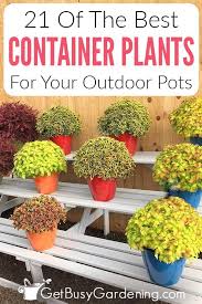 21 Best Container Plants For Pots