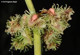 Rumex nepalensis Spreng. - Encyclopedia of Life