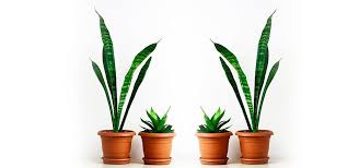 Top 7 Oxygen Producing Indoor Plants