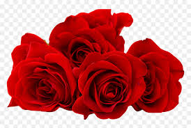 Red rose wallpaper free download for mobile and facebook whatsapp dp profile status photo download. Red Rose Flower Png Image Free Download Searchpng Good Morning Love Rose Transparent Png Vhv