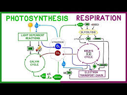 Photosynthesis Vs Cellular Respiration