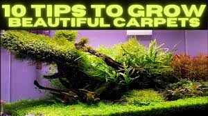 carpet in you aquascape or planted tank