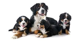 Maybe you would like to learn more about one of these? 1 Bernese Mountain Dog Puppies For Sale In California