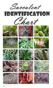 Succulent Identification Chart Find Your Unknown Plant