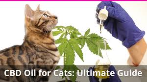 Cbd oil generally helps with overall health improvement as well, which is why many folks give their cats low dosages on the regular, even if fluffy doesn't have one of the mentioned conditions. Cbd Oil For Cats The Ultimate Guide With Expert Veterinarian Interviews