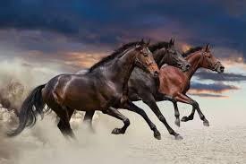 running horses images