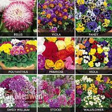 winter bedding plants per collection