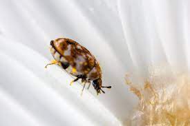 carpet beetles and respiratory problems