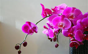 hd wallpaper violet orchid soft