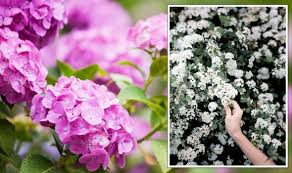 Garden Plants Guaranteed To Withstand