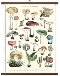 Amazon Com Cavallini Papers And Co Inc Mushrooms Vintage