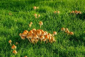 Straw mushroom volvariella volvacea, is selenium and sodium dense vegetable support for strengthening bones, heart health, increase endurance, prevent anemia, diabetes, and prevent the. How To Remove Mushrooms From Lawn Turf Online