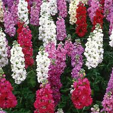 If you have this flower in your garden, then you know how beautiful and special it is. Buy Seeds Flower Stock Mix Matthiola Incana Annua Online Get 35 Off