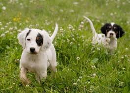 גורי סטר אנגלי גזעיים english setter pedigree puppies for families wanting a loving loyal. Northwoods Bird Dogs English Setter Pointer Puppies For Sale Minnesota Pointer Puppies Puppies For Sale Puppies