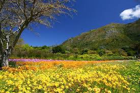 botanical gardens south africa