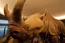 It's their brontotherium and it's an incredible. Megacerops Alchetron The Free Social Encyclopedia
