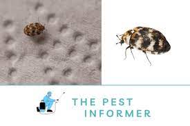 carpet beetles in your car