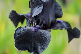 Seed formation also saps energy bearded iris grows from a thick, rootlike structure called a rhizome. How To Grow Border Irises Rhs Gardening