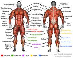 57 Best Names Of Muscles Images In 2019 Muscle Anatomy