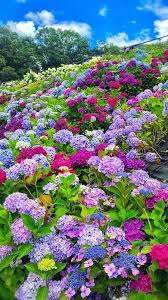 Beautiful Flowers Flowers Garden