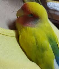 Hand Raising A Baby Lovebird A Personal Experience Pethelpful