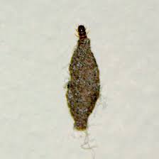 Case Bearing Moth Larva Phereoeca