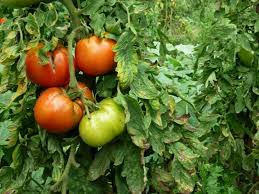 Résultat de recherche d'images pour "tomate permaculture"