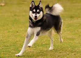 alaskan klee kai dog breed