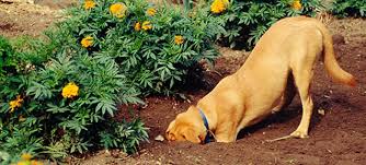 how to keep your dog out of the garden