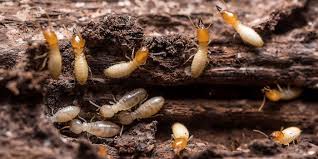 subterranean termites prevention and