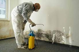 remove black mould from your house