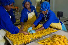 Mango drying facitly - Bavaria fruit farm Hoedspruit 27th March 2008 - Africa Business Jumpstart
