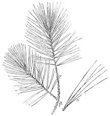 Image result for Pine leaves