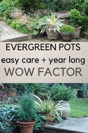 10 easy care evergreen pots for year