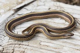 However, this species dominates all of texas except for the east where it gives way to the common garter. Lined Snake Tropidoclonion Lineatum Amphibians And Reptiles Of South Dakota