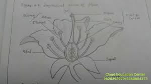 Hello everyone.how to draw longitudinal section of flower || how to draw flower diagram || step by stephow to draw longitudinal section of flower, how to dra. How To Draw Flower Diagram Flower Cross Section With Labelling 10th Board Exam Important Question Youtube