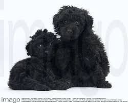 black toy labrador x poodle labradoodle