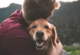 At argos pet insurance, we want to make sure you have a positive customer experience. Pet Insurance Pet Insurance Quotes Argos Pet Insurance