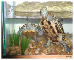 Red Eared Slider Growth Chart