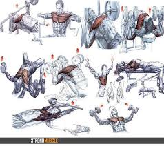 Chest Workout Chart Chest Workouts Best Chest Workout