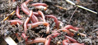 worm composting how to make a wormery