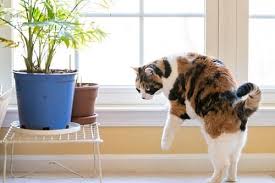 How To Keep Cats Away From Houseplants