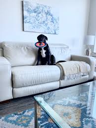 11 best leather couches for dogs 2022