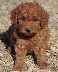 The most common colors to find are golden and chocolate brown. 3 Types Of Mini Goldendoodles Colors Sizes And Coats Explained