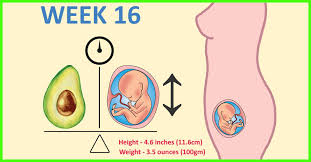 How Big Is Your Baby Week By Week Fruit Comparison
