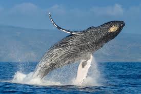 Image result for whale blowing water