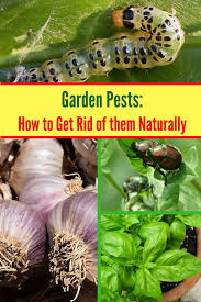 how to keep garden pests out of your