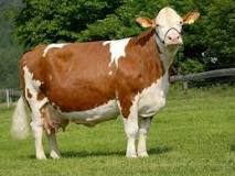 Image result for Fleckvieh Cow