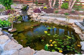 koi pond with plants and rocks